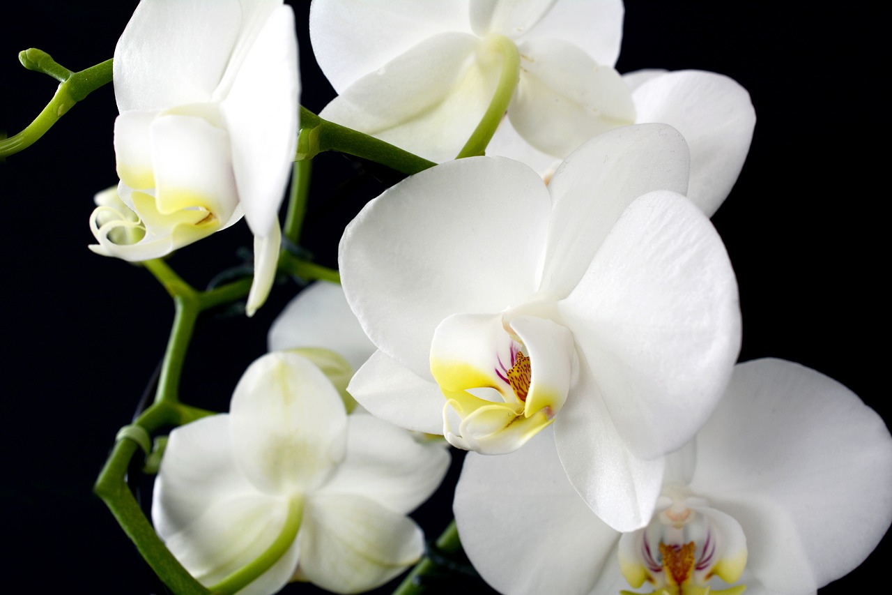mitől puhul meg az orchidea levée de fonds